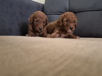 Toy Poodle Köpeği