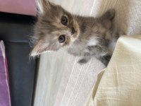 British longhair 1.5 aylık
