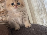 50 günlük british longhair