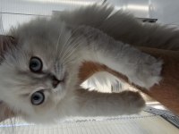 Sevimli british longhair Kedicik