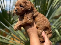 MALTİPOO YAVRULARIMIZ