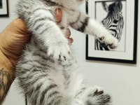 1 scottish fold ve 2 british longhair yavru kedilerim
