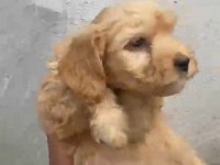 Çok Güzel Dişi Erkek Maltipoo Yavrular