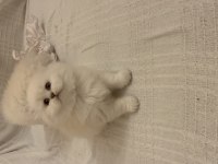 Masmavi gözlü british longhair dişi yavru