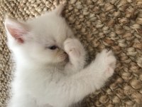 Beyaz tuglu mavi gozlu exotic yawru 2aylik