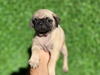 7 KARDEŞTEN SON KALAN DİŞİ PUG