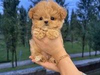 Özenle Büyütülen Aşılı Toy Poodle Yavrular