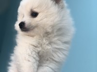 SAHİPLENDİRİLECEK YAVRU AYI POMERANİAN BOO