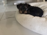 Ufak yorkshire terrier yavrular
