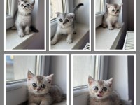 A KALİTE SAFKAN YAVRULARIMIZ SCOTTİSH