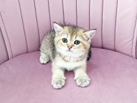 British shorthair yavruları teslime hazir