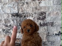 MİKROCHİPLİ RED BROWN ORJİNAL KORE KAN POODLE YAVRULAR