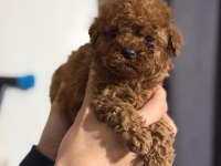 Toy poodle oyuncu sevimli ırk garanti yavrularımız