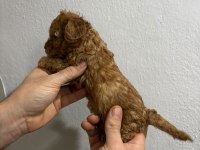 Toy Poodle Yavrular Irk Sağlık Garantili