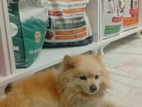 Pomeranian boo köpeğimiz full eğitimli