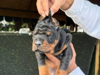 EUROPEAN DOBERMAN YAVRULAR