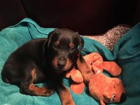 Kaliteli Orijinal Kan Hattı Estetikli Doberman