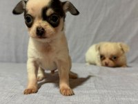 Chihuahua köpeklerimiz
