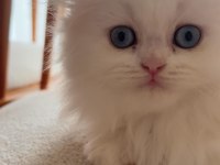 Beyaz British Longhair