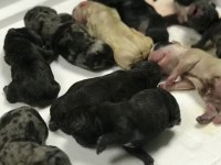 Eşleştirmek için dişi french bulldog arıyoruz
