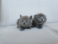 Gri scottish fold dişi yavru