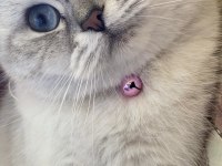Ücretsiz British Shorthair 1.5 Yaşında