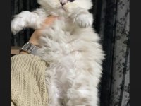 SAFKAN MAVİ GÖZ AYICIK SURAT BLUE POİNT KEDİMİZ