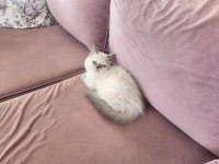 En Yakışıklı İran Kedisi Benim