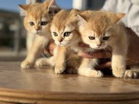 En güzel golden british shorthair yavrularımız