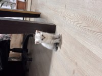 Dişi erkek yavru kediler