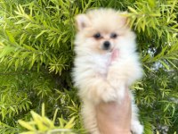 Pomeranian Bebeğimiz Sağlıklı Sizinle Tanışmaya Hazır