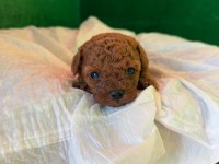Toy Poodle Köpekler Referans Yavru
