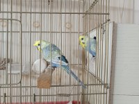 Rainbow takım muhabbet kuşu