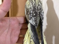 43 Günlük Akıllı Sultan Papağanı Bebek