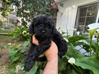 Toy poodle siyah