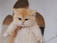 Altın sarısı ny12 british shorthair