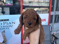 Anne Toy Poodle Baba Kore Poodle yavrular
