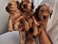 ÜST KALİTE 0 NUMARA MALTİPOO YAVRULARIMIZ