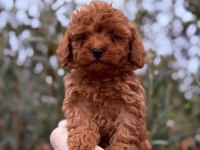 Kore Poodle Erkek Tatlış mı Tatlış