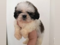 Mini boy shih tzu yavrular açık renk