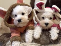 FCI Pedigreeli Miniature Schnauzer Yavruları