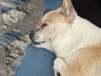 Sağlıklı ve eğitimli chihuahua yeni aile aranıyor