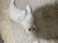 2.5 yaşında çok sakin kısır ve çipli british shorthair