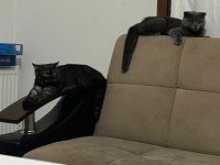 6 Aylık safkan Scottish Fold evde üretim
