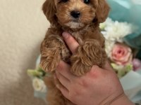 Mini boy maltipoo yavrularımız ped eğitimli