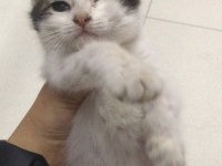 Tek Gözüyle Mutlu Yuvasını Arıyor Tekir