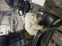 Maltese terrier sakin uslu eğitimli
