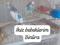 Muhabbet kuşu muhteşem renkte çift