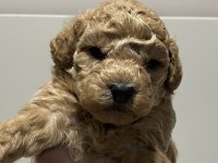 Tarçın renk ırk garantili dişi erkek poodle yavrular