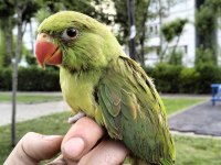 El besleme pakistan papağanı 81 ile gönderim var